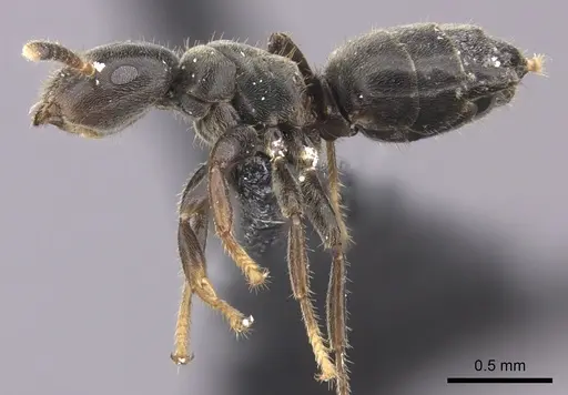 Cladomyrma petalae specimen CASENT0235257 image casent0235257_3