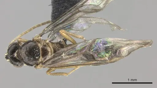 Cladomyrma petalae specimen CASENT0235266 image casent0235266_1