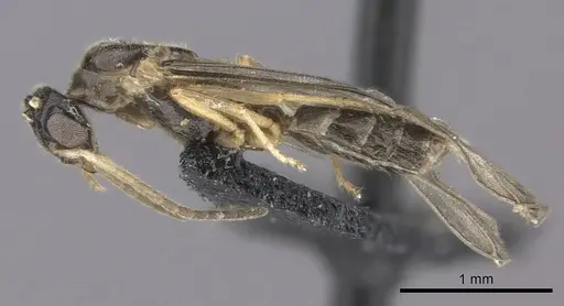 Cladomyrma petalae specimen CASENT0235266 image casent0235266_3