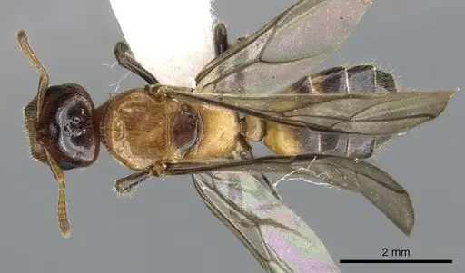 Cladomyrma petalae specimen CASENT0903188 image casent0903188_1