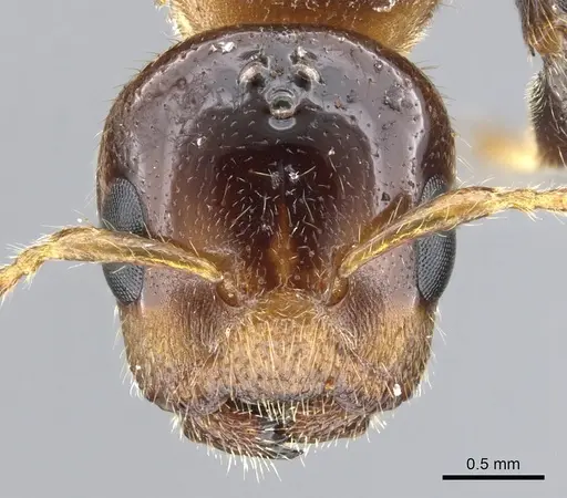 Cladomyrma petalae specimen CASENT0903188 image casent0903188_2