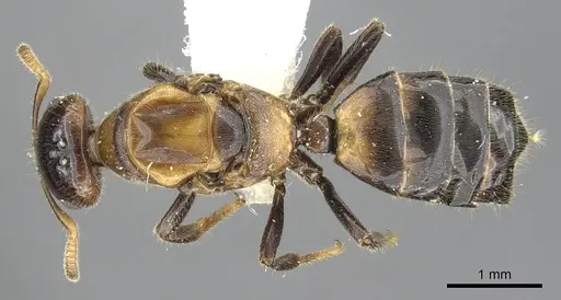 Cladomyrma petalae specimen CASENT0903189 image casent0903189_1