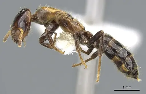 Cladomyrma petalae specimen CASENT0903189 image casent0903189_3