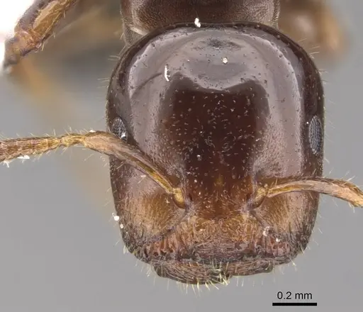 Cladomyrma scopulosa specimen CASENT0905885 image casent0905885_2