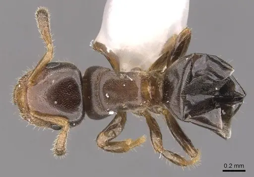 Cladomyrma scopulosa specimen CASENT0905886 image casent0905886_1