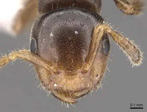 Cladomyrma scopulosa specimen CASENT0905886 image casent0905886_2