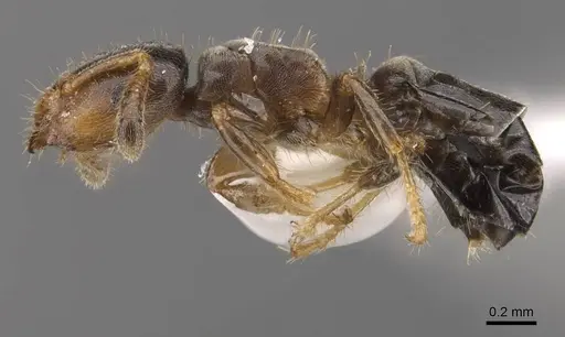Cladomyrma scopulosa specimen CASENT0905886 image casent0905886_3