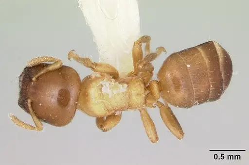 Cladomyrma yongi specimen CASENT0173903 image casent0173903_1