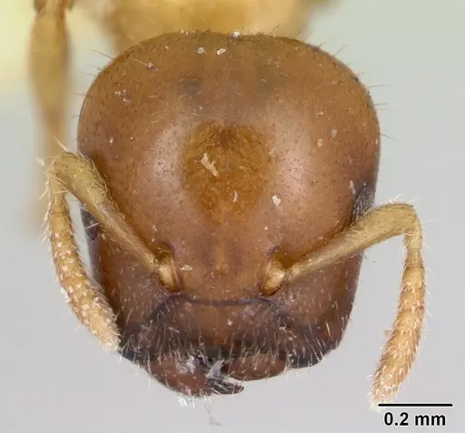 Cladomyrma yongi specimen CASENT0173903 image casent0173903_2