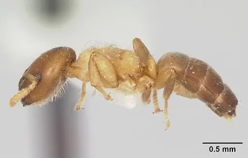 Cladomyrma yongi specimen CASENT0173903 image casent0173903_3