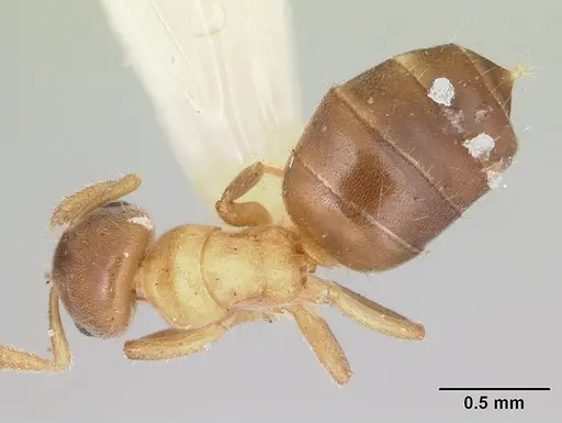 Cladomyrma yongi specimen CASENT0173904 image casent0173904_1
