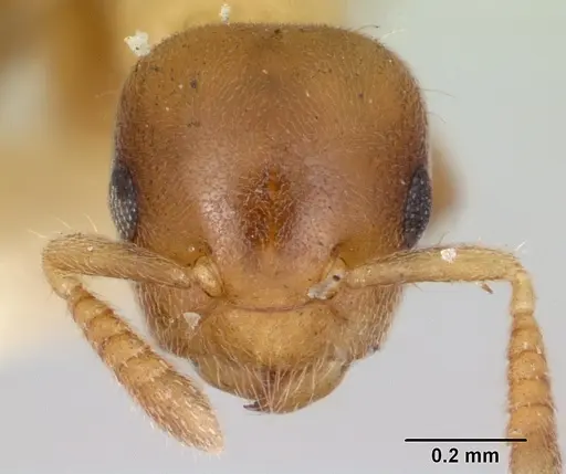 Cladomyrma yongi specimen CASENT0173904 image casent0173904_2
