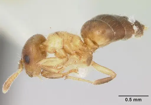 Cladomyrma yongi specimen CASENT0173904 image casent0173904_3