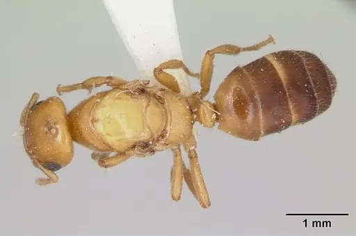 Cladomyrma yongi specimen CASENT0173905 image casent0173905_1