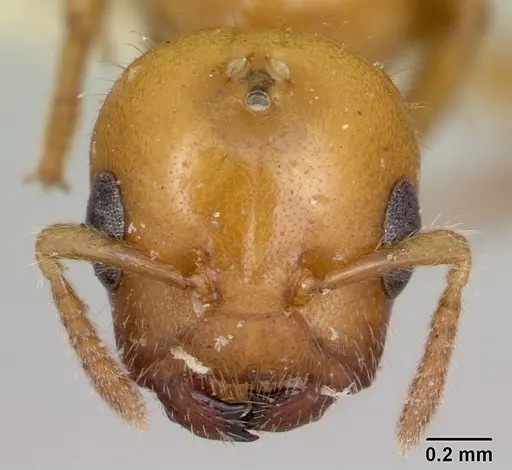 Cladomyrma yongi specimen CASENT0173905 image casent0173905_2
