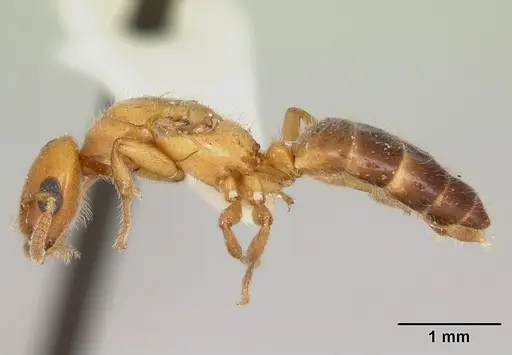 Cladomyrma yongi specimen CASENT0173905 image casent0173905_3