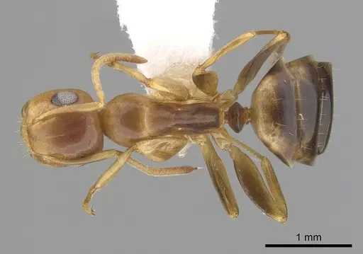 Colobopsis abdita specimen CASENT0249378 image casent0249378_1