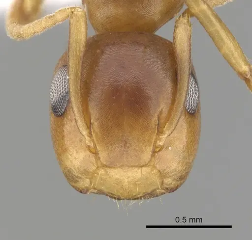 Colobopsis abdita specimen CASENT0249378 image casent0249378_2