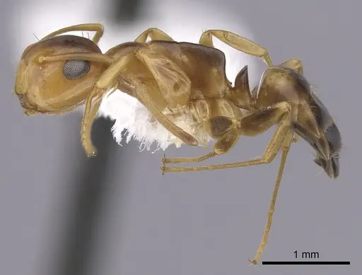 Colobopsis abdita specimen CASENT0249378 image casent0249378_3