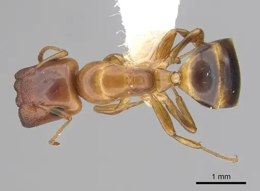 Colobopsis abdita specimen CASENT0249379 image casent0249379_1