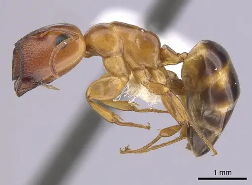 Colobopsis abdita specimen CASENT0249379 image casent0249379_3