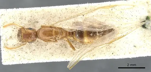 Colobopsis abdita specimen CASENT0903649 image casent0903649_1
