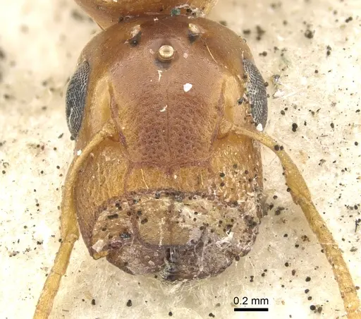 Colobopsis abdita specimen CASENT0903649 image casent0903649_2