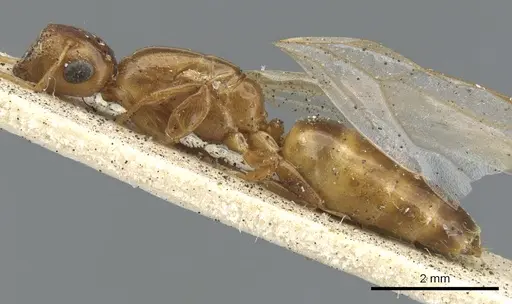 Colobopsis abdita specimen CASENT0903649 image casent0903649_3