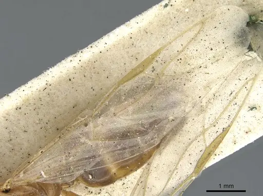 Colobopsis abdita specimen CASENT0903649 image casent0903649_4