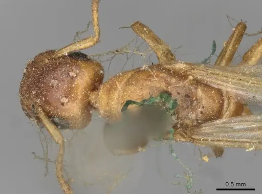 Colobopsis abdita specimen CASENT0910593 image casent0910593_1