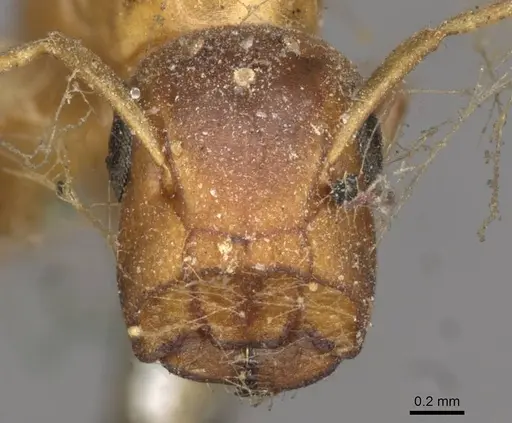 Colobopsis abdita specimen CASENT0910593 image casent0910593_2