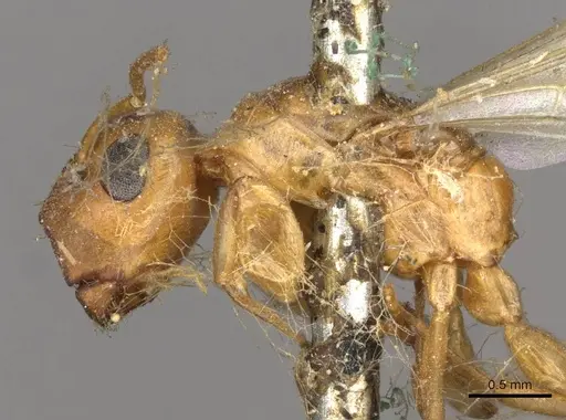Colobopsis abdita specimen CASENT0910593 image casent0910593_3