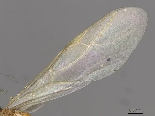 Colobopsis abdita specimen CASENT0910593 image casent0910593_4