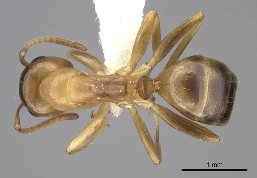 Colobopsis abdita specimen JTLC000007275 image jtlc000007275_1