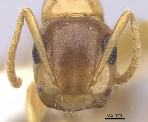 Colobopsis abdita specimen JTLC000007275 image jtlc000007275_2