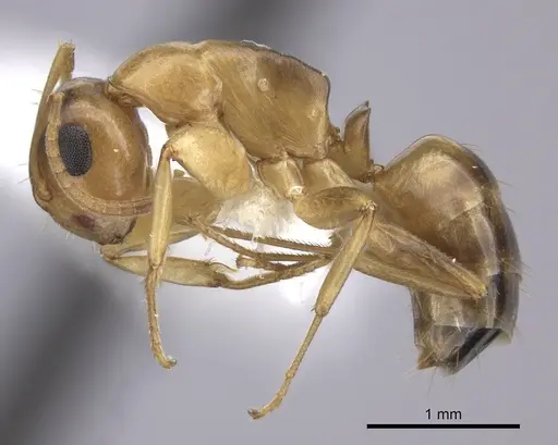Colobopsis abdita specimen JTLC000007275 image jtlc000007275_3