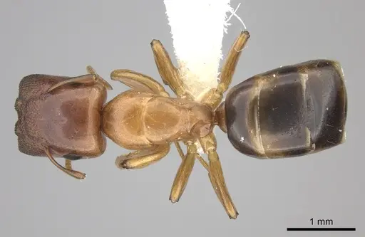 Colobopsis abdita specimen JTLC000007276 image jtlc000007276_1