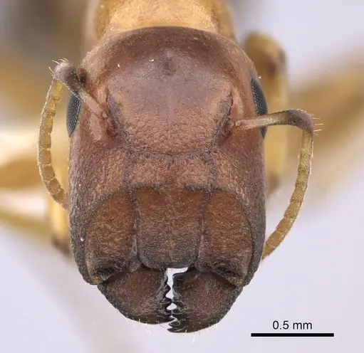 Colobopsis abdita specimen JTLC000007276 image jtlc000007276_2