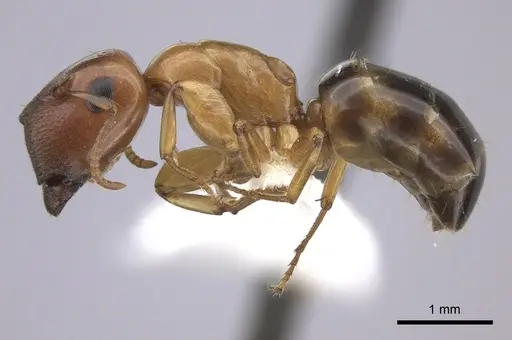Colobopsis abdita specimen JTLC000007276 image jtlc000007276_3