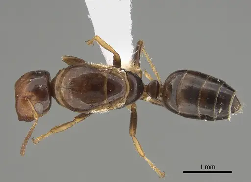 Colobopsis anderseni specimen CASENT0887751 image casent0887751_1