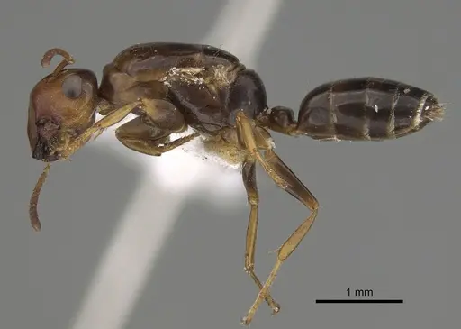 Colobopsis anderseni specimen CASENT0887751 image casent0887751_2