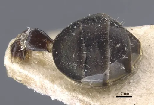 Colobopsis aruensis specimen CASENT0917202 image casent0917202_1