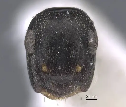 Colobopsis aruensis specimen CASENT0917202 image casent0917202_2