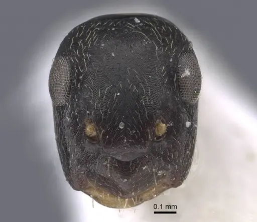 Colobopsis aruensis specimen CASENT0917202 image casent0917202_3