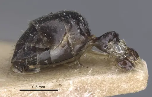 Colobopsis aruensis specimen CASENT0917202 image casent0917202_4