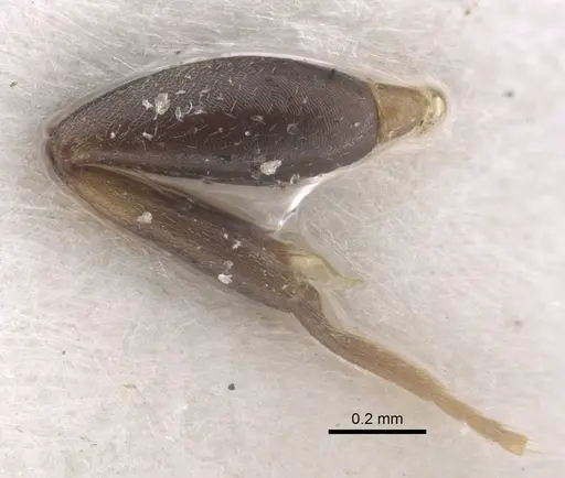 Colobopsis aruensis specimen CASENT0917202 image casent0917202_5