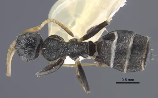 Colobopsis aruensis specimen CASENT0917203 image casent0917203_1