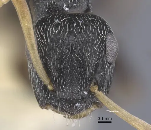Colobopsis aruensis specimen CASENT0917203 image casent0917203_2