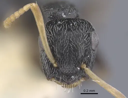 Colobopsis aruensis specimen CASENT0917203 image casent0917203_3
