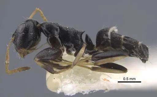 Colobopsis aruensis specimen CASENT0917203 image casent0917203_4